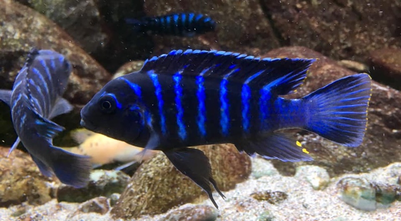 Maylandia sp. 'dolphin' Thumbi Point